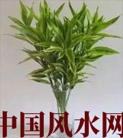 平顶山十二生肖养什么植物最旺财运？你知道吗！